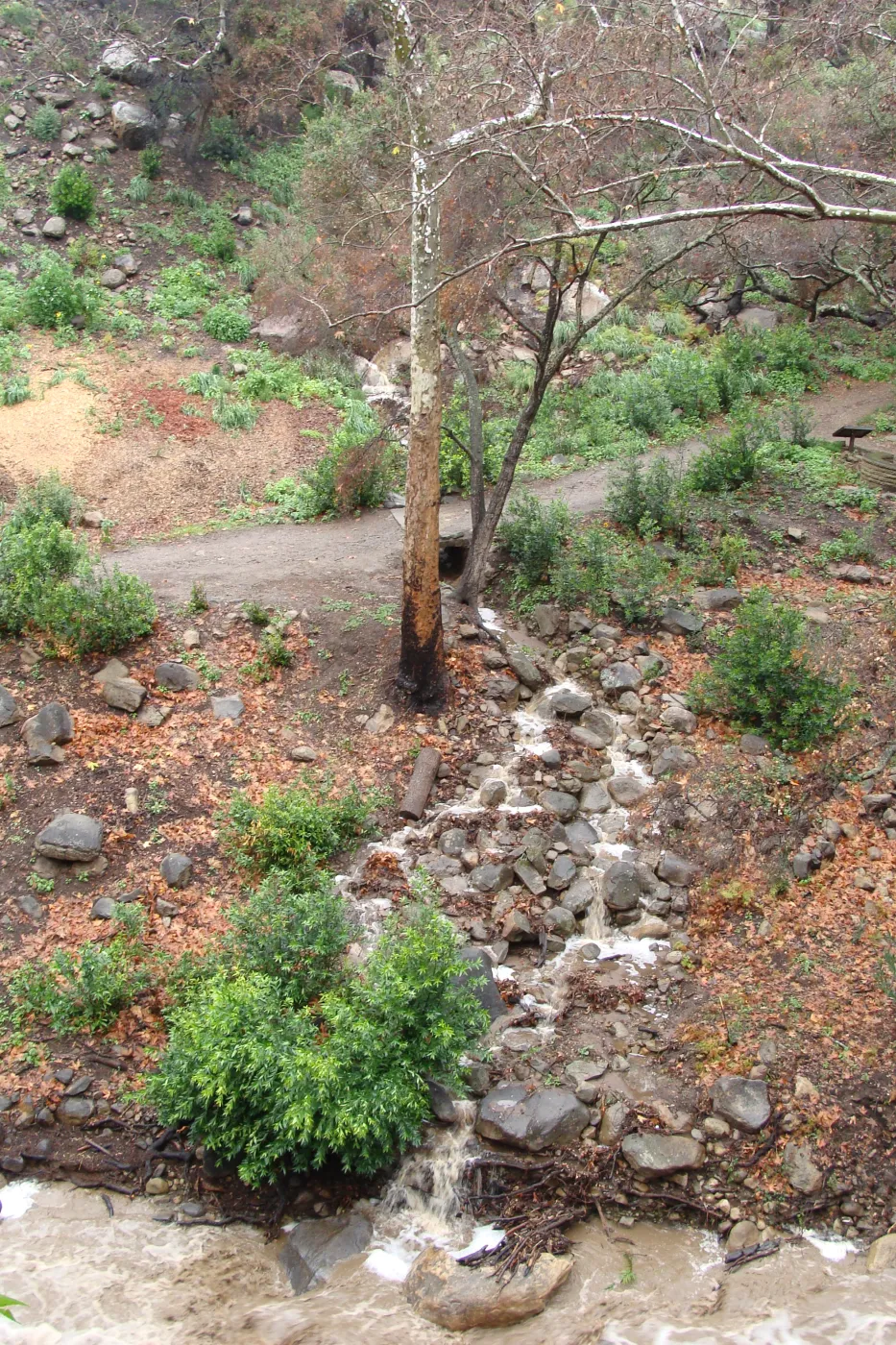 SBBG winter storm, January 2010, after Jesusita Fire