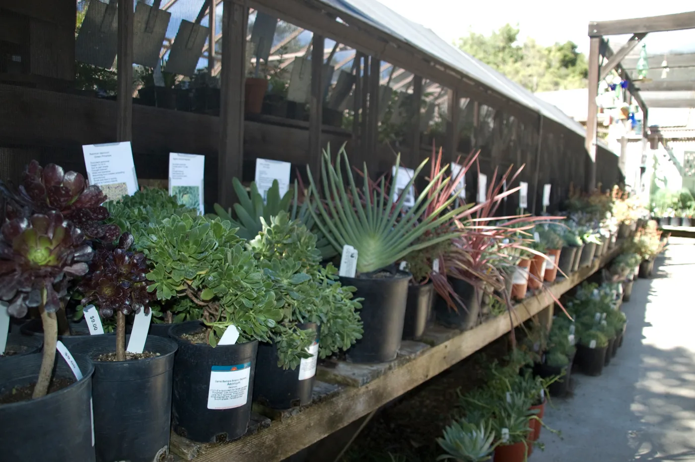 SBBG Fall Plant Sale 2010