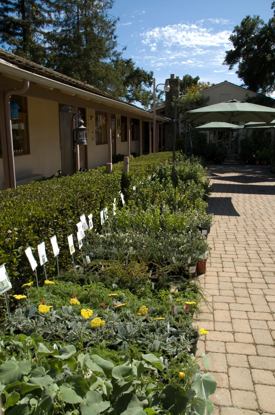 row of plants with care cards, in Courtyard, SBBG Fall Plant Sale 2010
