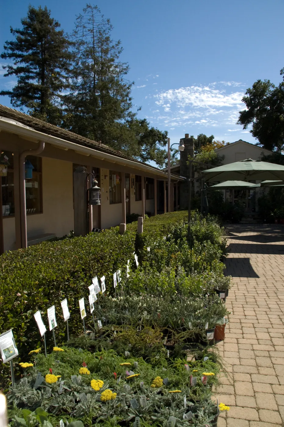 row of plants with care cards, in the Courtyard, SBBG Fall Plant Sale 2010