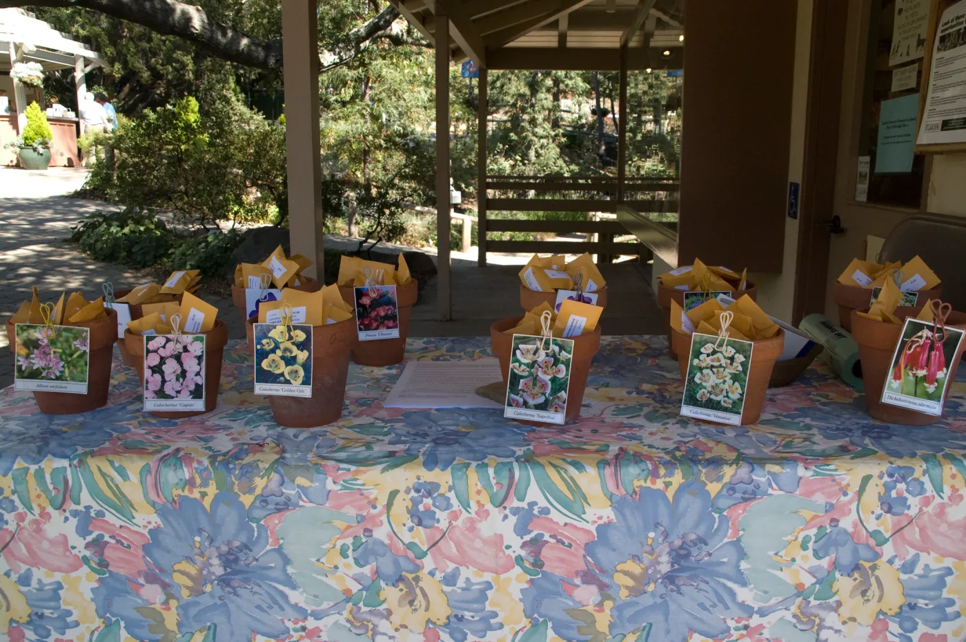 bulb packets in clay pots, SBBG Fall Plant Sale 2010