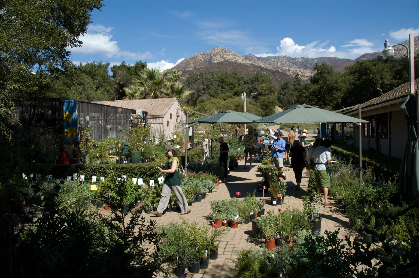 SBBG Fall Plant Sale 2010