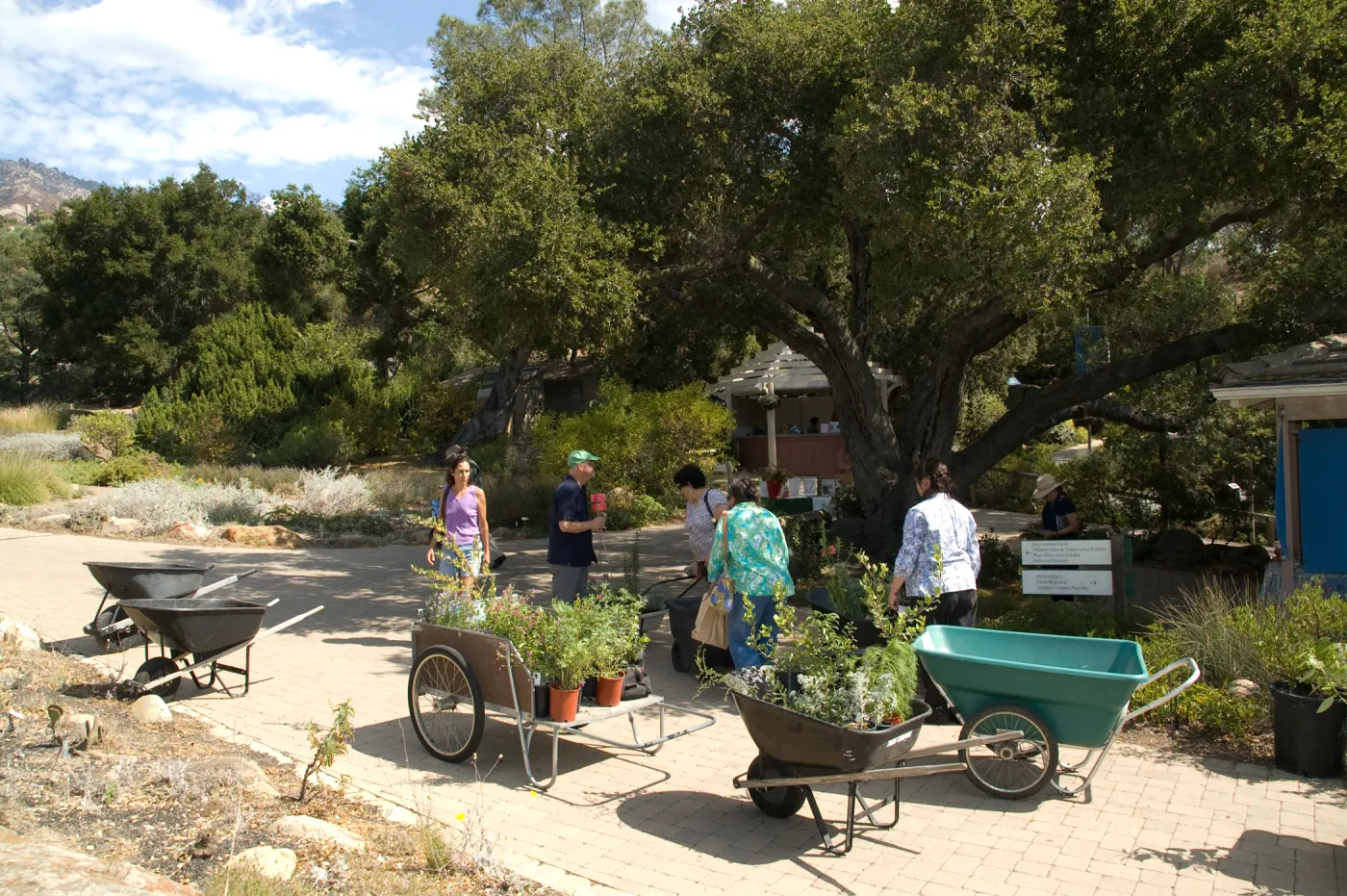 carts and wheelbarrows with plants, SBBG Fall Plant Sale 2010(Coastal Live Oak)