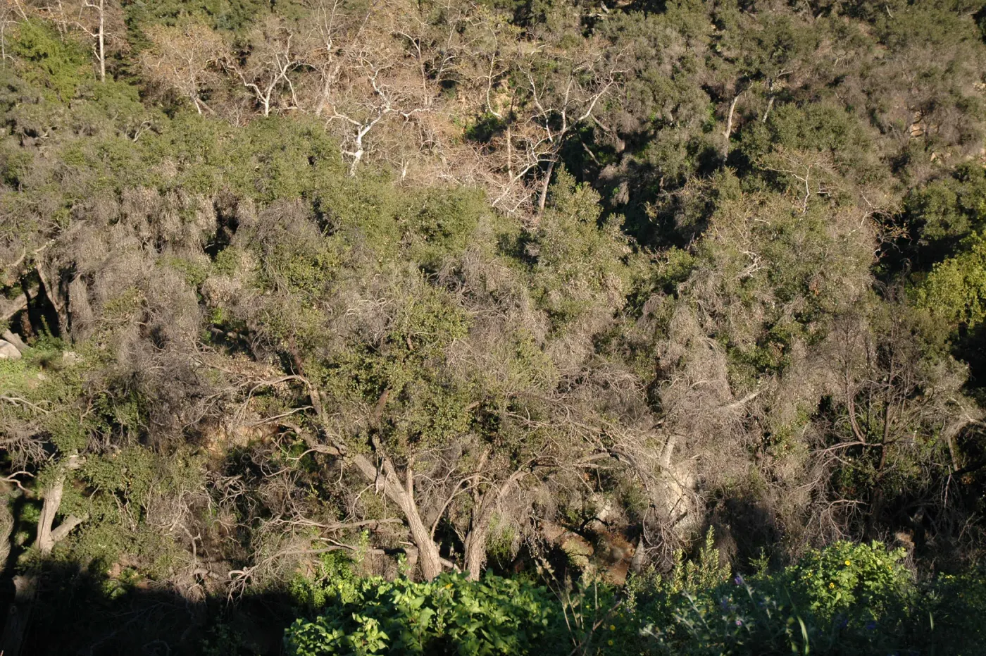 burned tree canopy, Tunnel Road along Pritchett Trail (Coastal Live Oak)