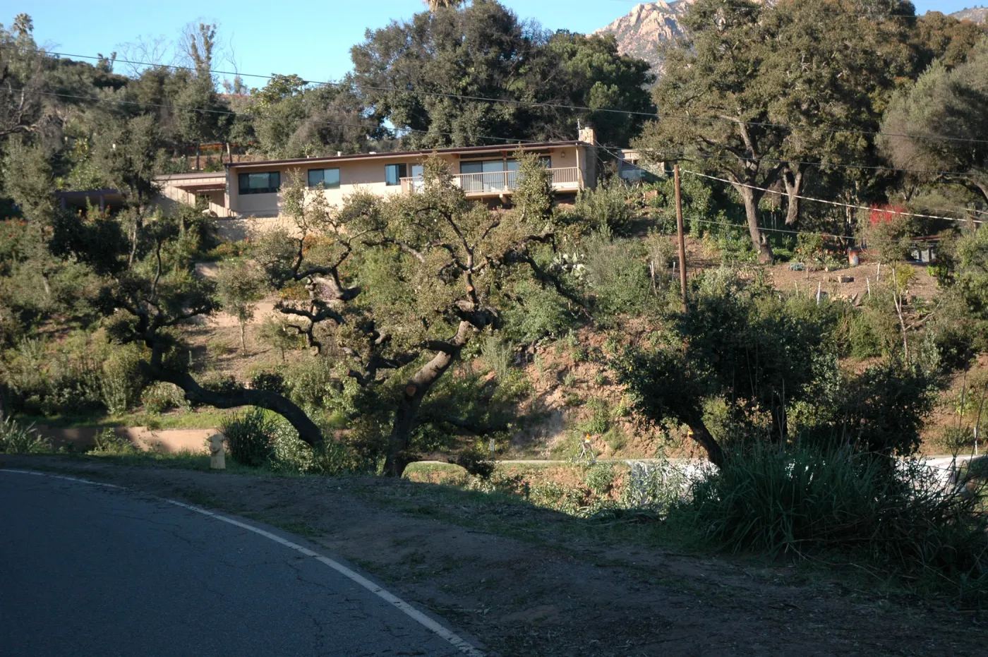 Tunnel Road along Pritchett Trail (Coastal Live Oak)