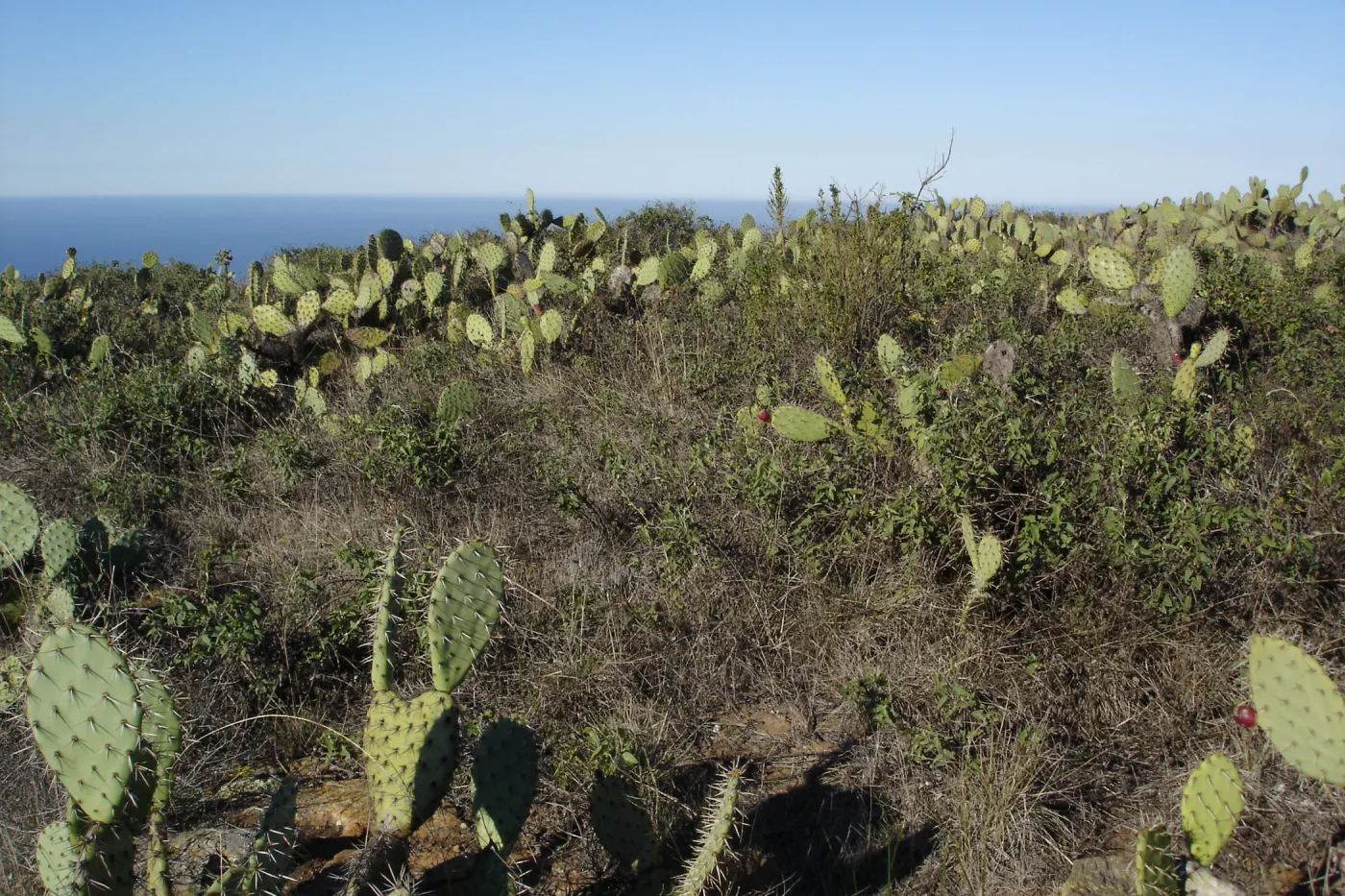 San Clemente Island, SBBG Research 2007