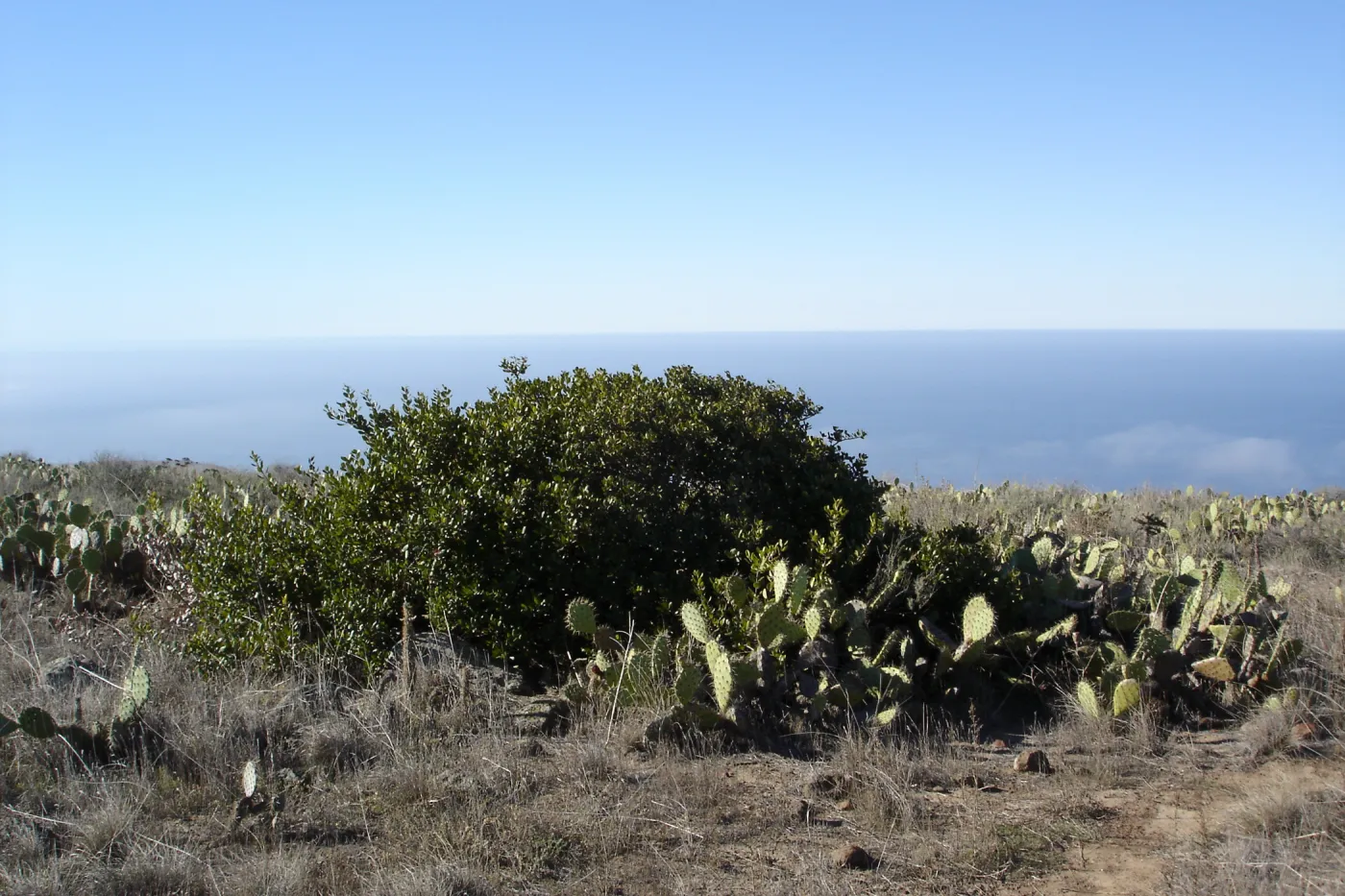 San Clemente Island, SBBG Research 2007