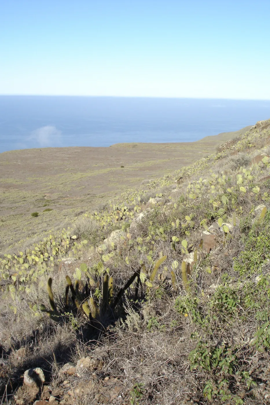 San Clemente Island, SBBG Research 2007