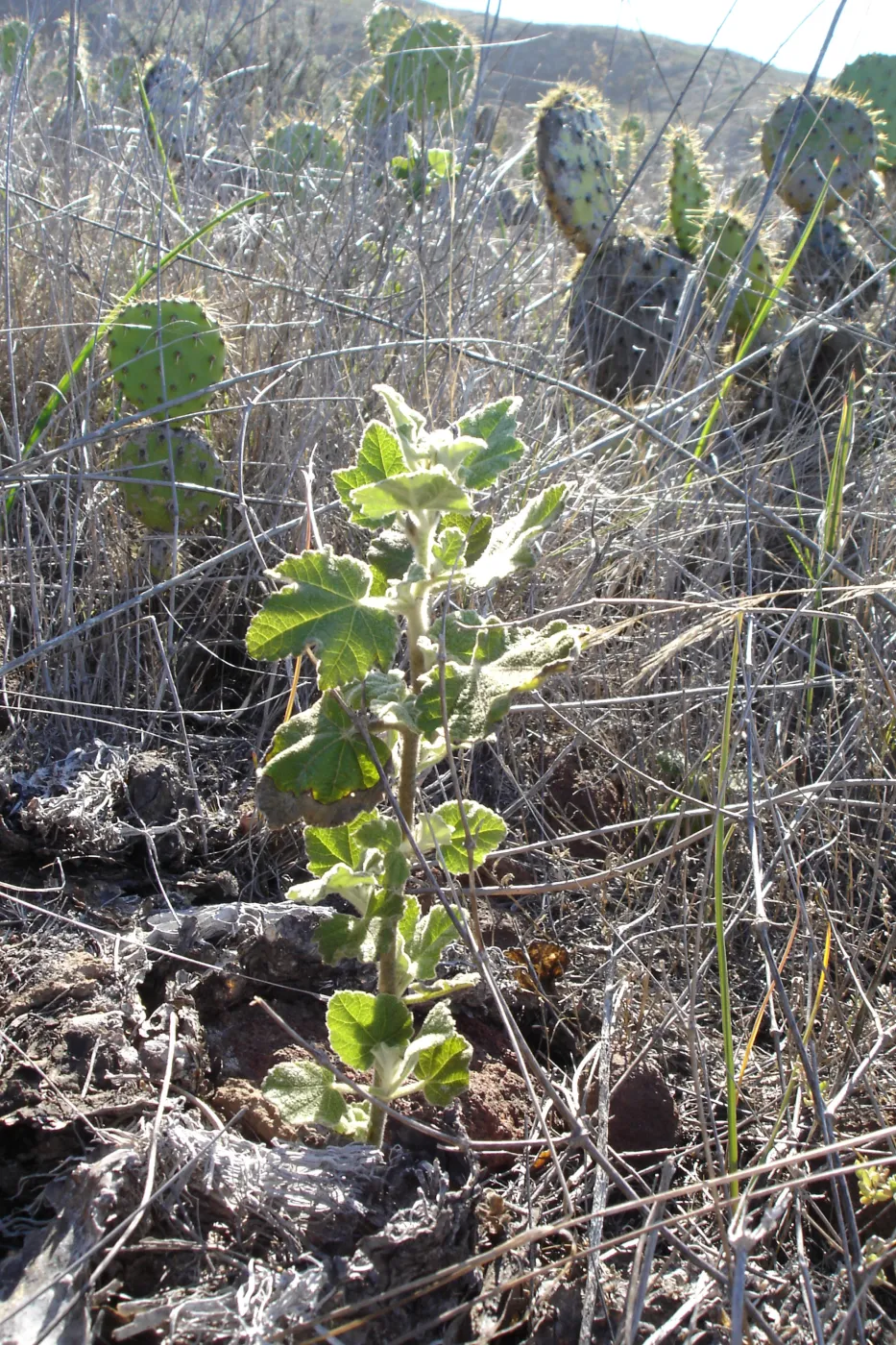 Malacothamnus clementinus, San Clemente Island, SBBG Research 2007