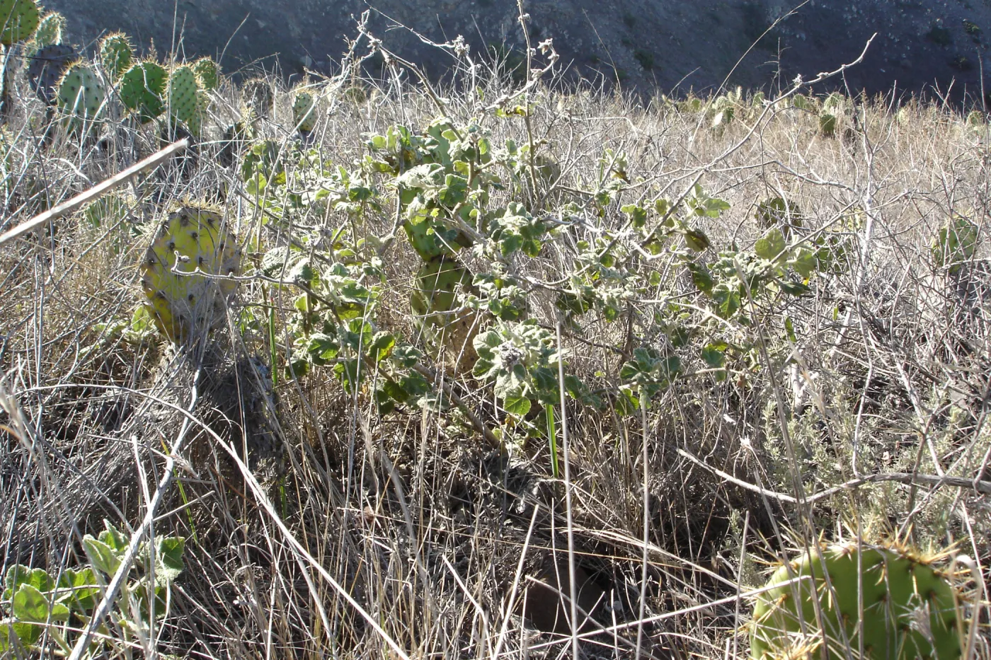 Malacothamnus clementinus, San Clemente Island, SBBG Research 2007