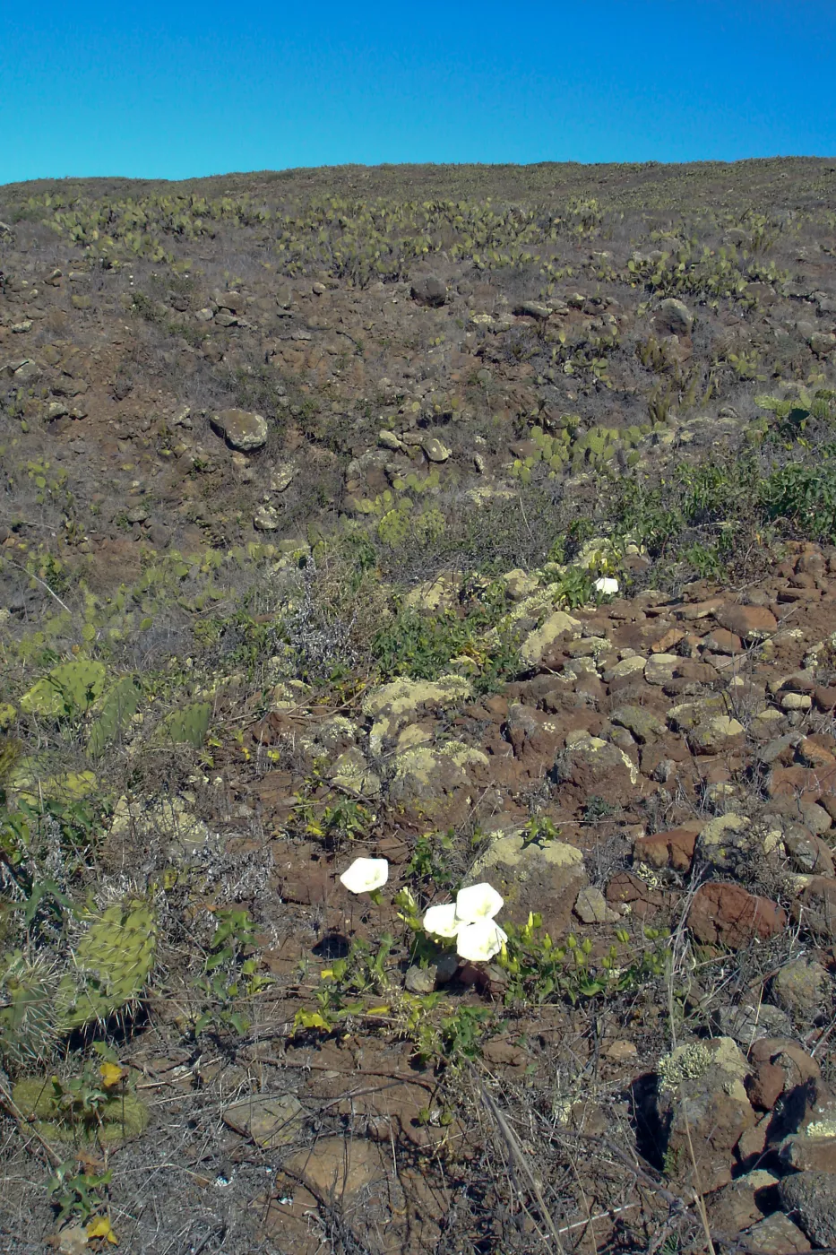 San Clemente Island, SBBG Research 2007