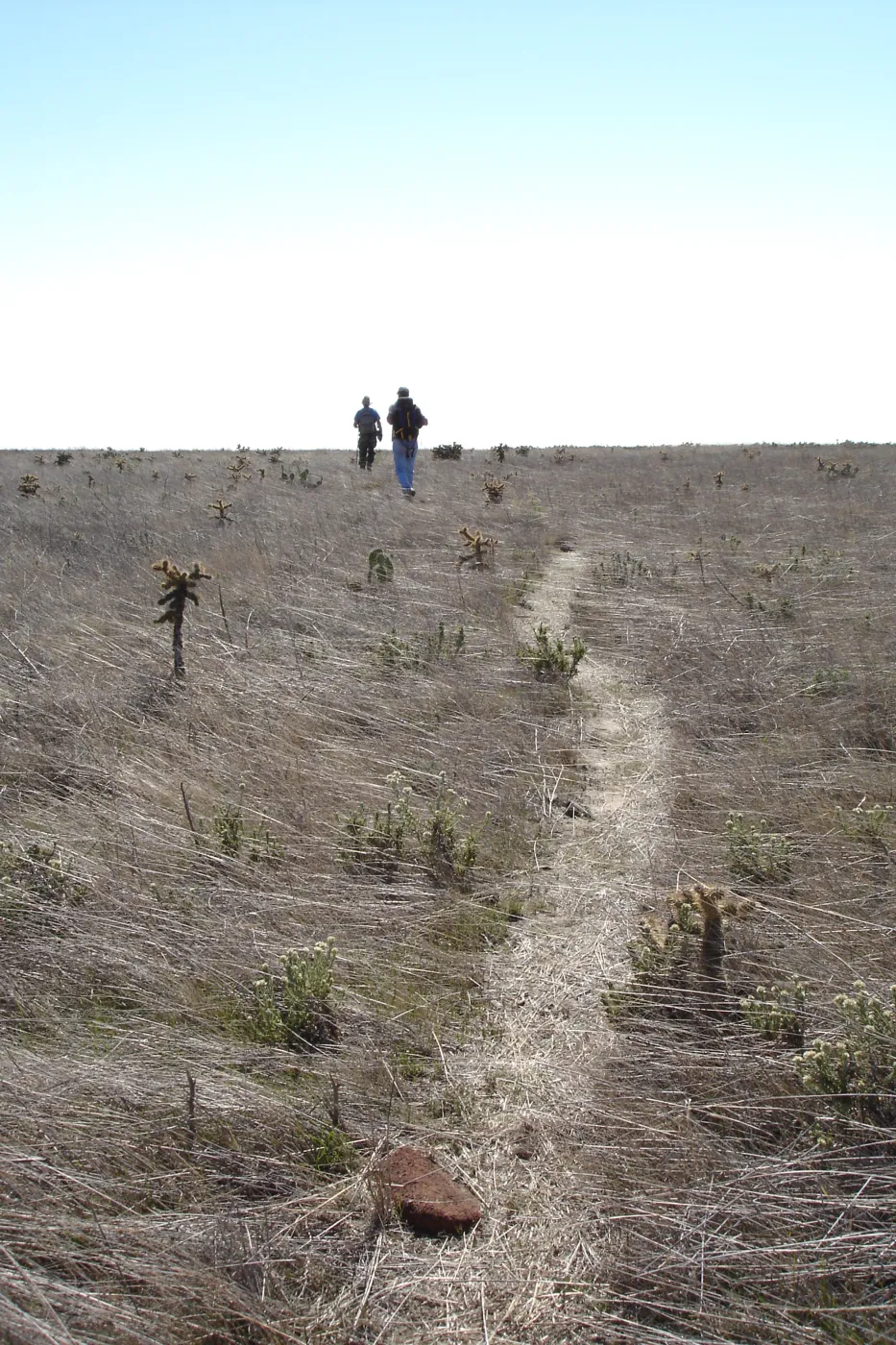 San Clemente Island, SBBG Research 2007, Bob Muller and Steve Junak