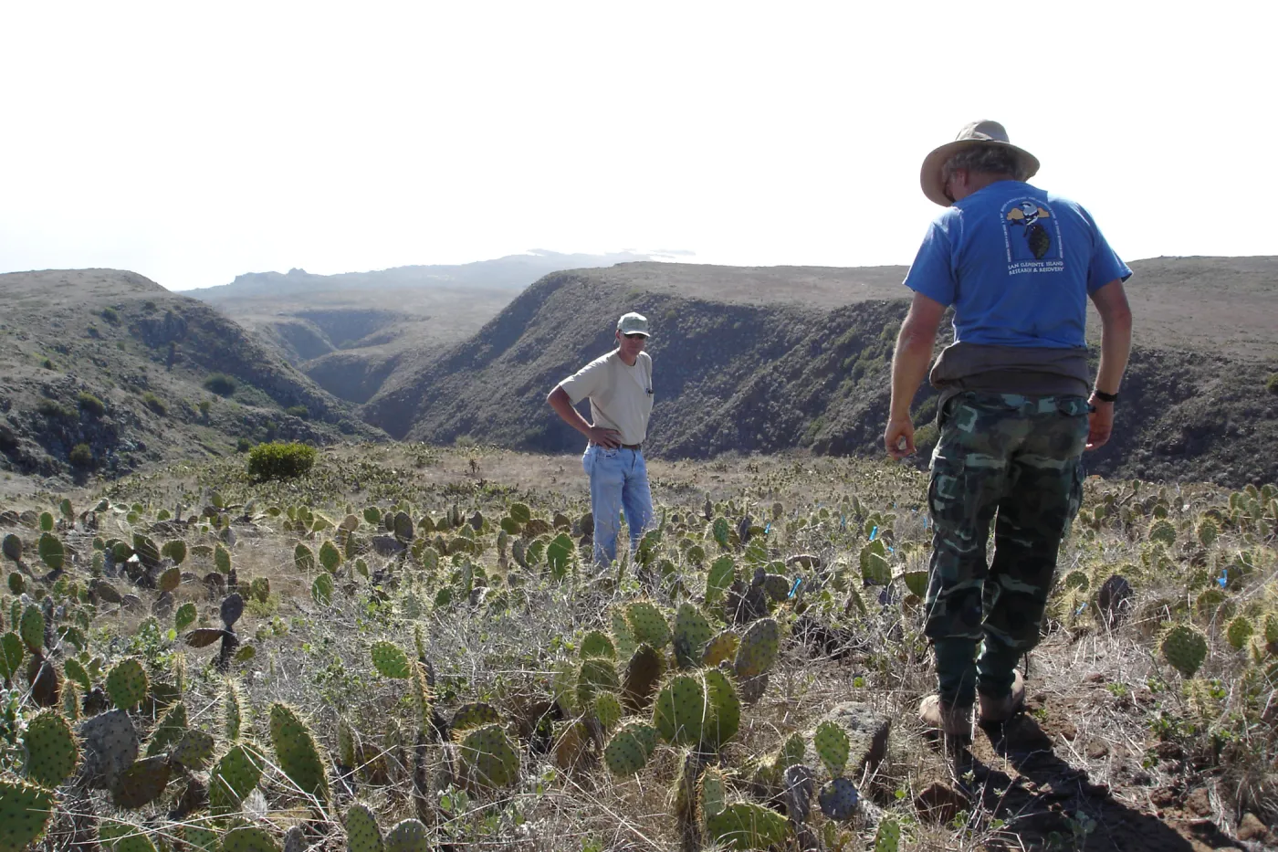 Malacothamnus clementinus population, San Clemente Island, SBBG Research 2007, Bob Muller and Steve Junak