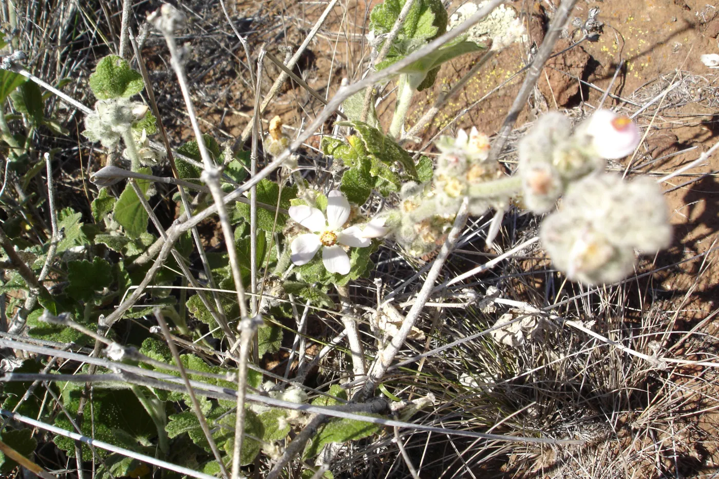 Malacothamnus clementinus, San Clemente Island, SBBG Research 2007