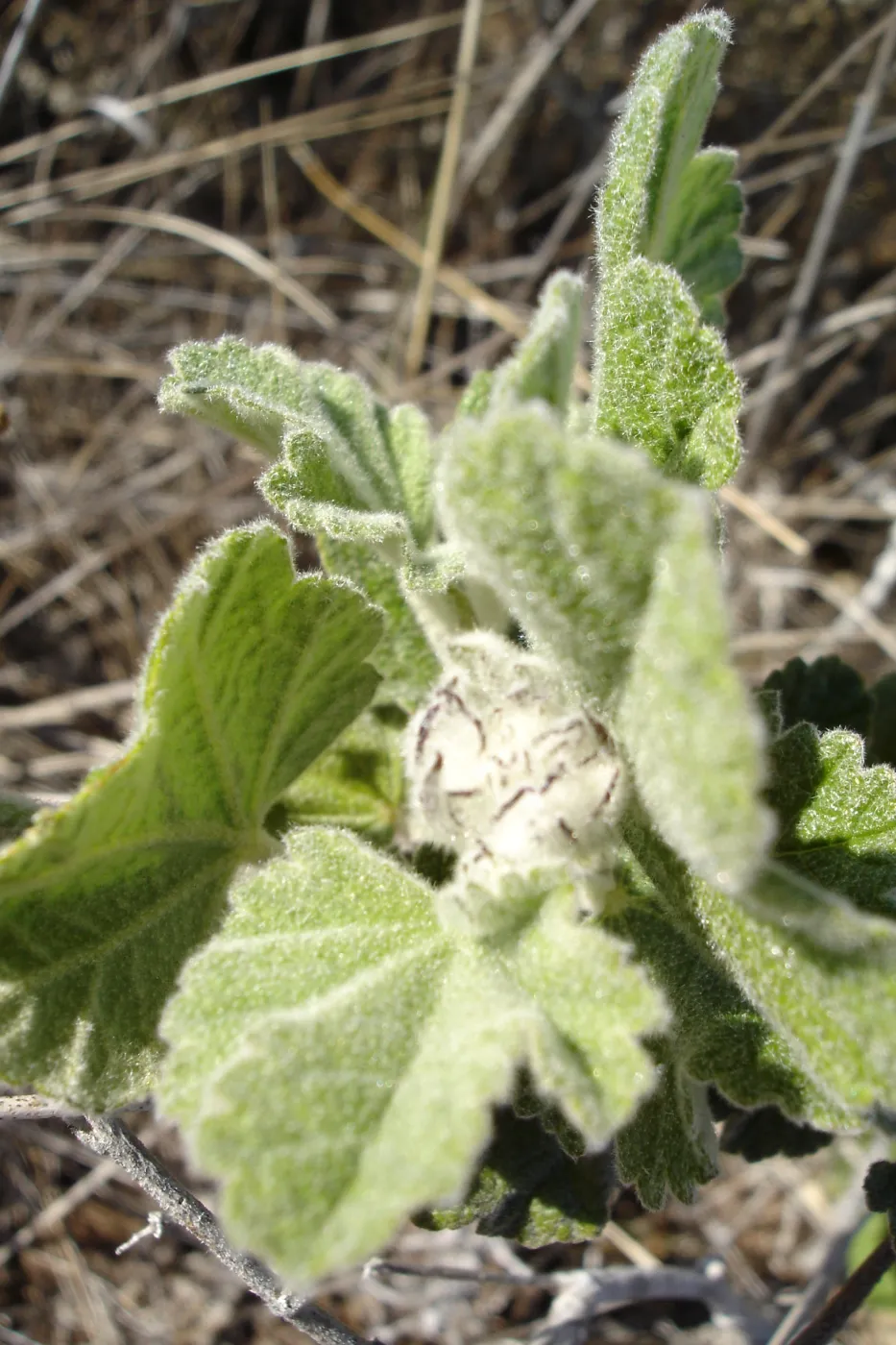 Malacothamnus clementinus, San Clemente Island, SBBG Research 2007