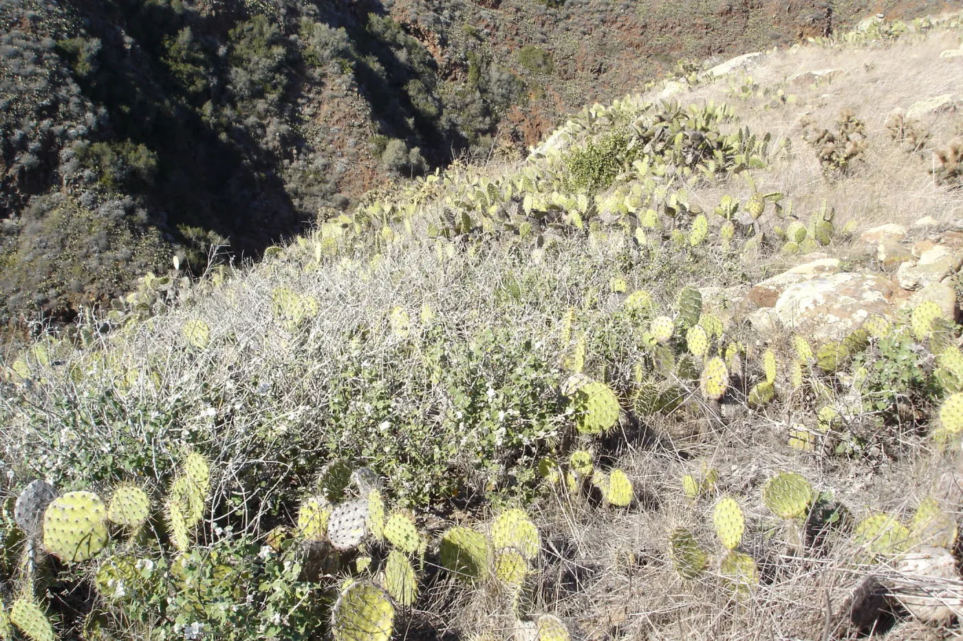 Malacothamnus clementinus population, San Clemente Island, SBBG Research 2007