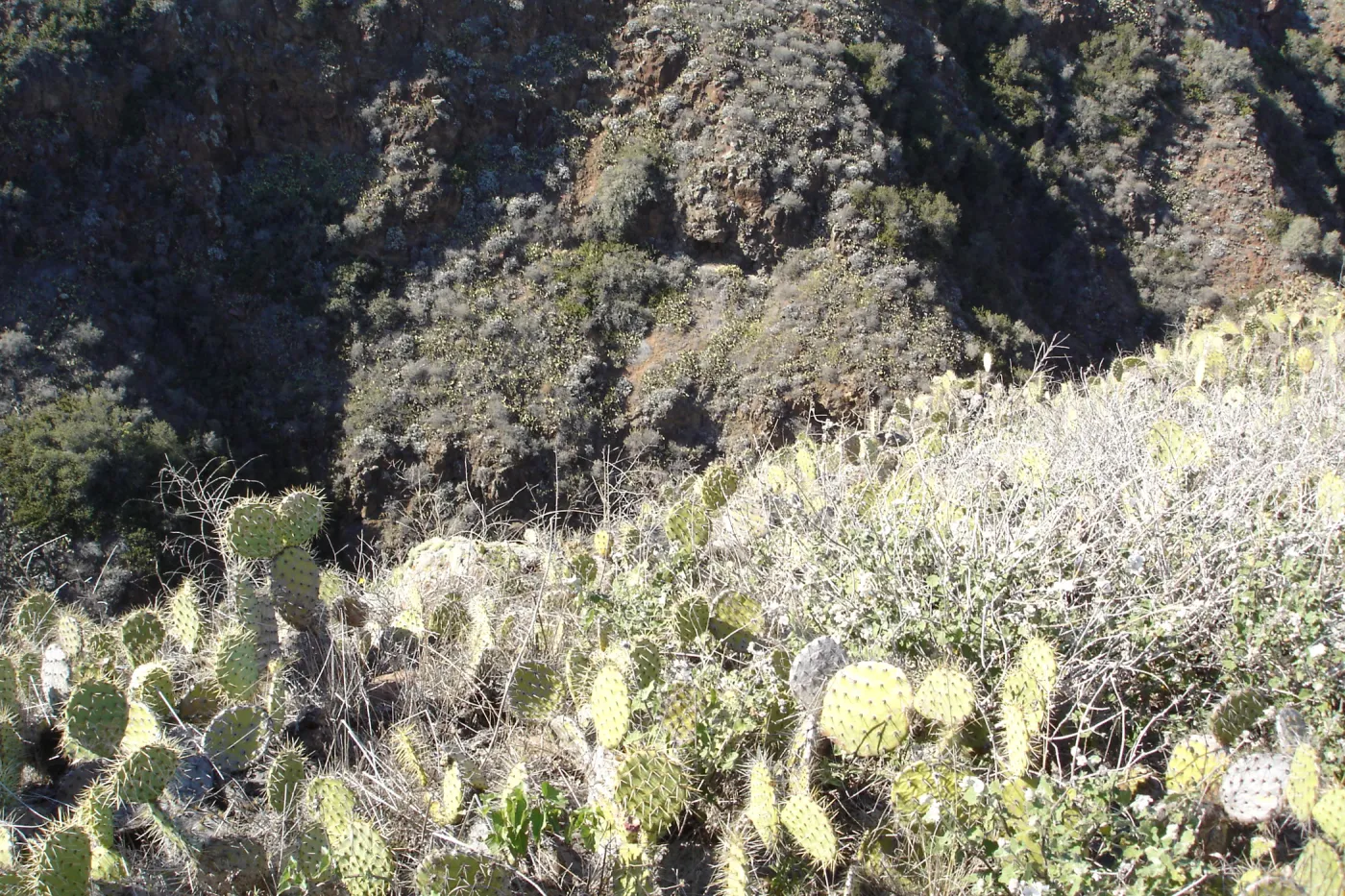 Malacothamnus clementinus population, San Clemente Island, SBBG Research 2007