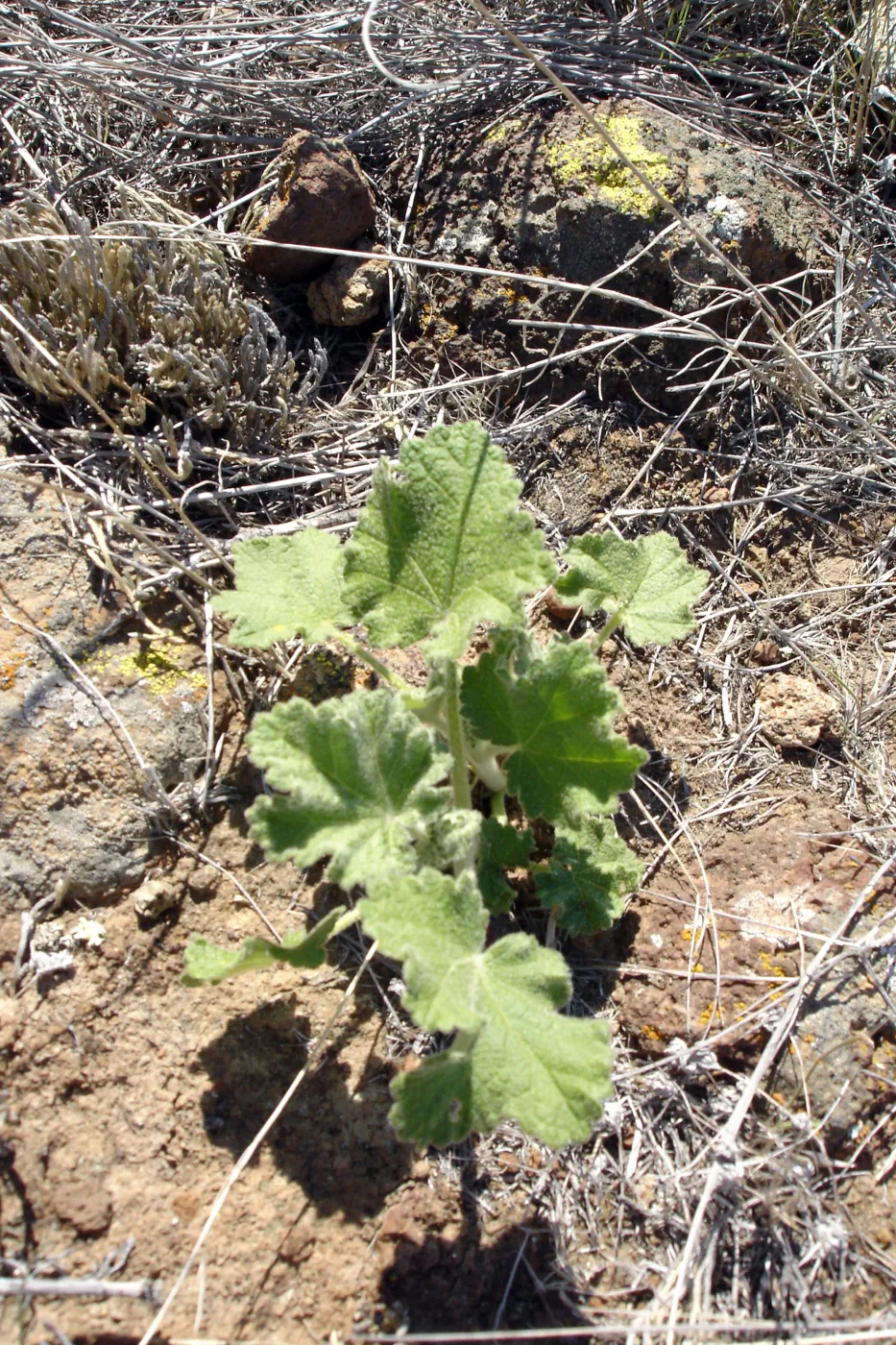 Malacothamnus clementinus, San Clemente Island, SBBG Research 2007