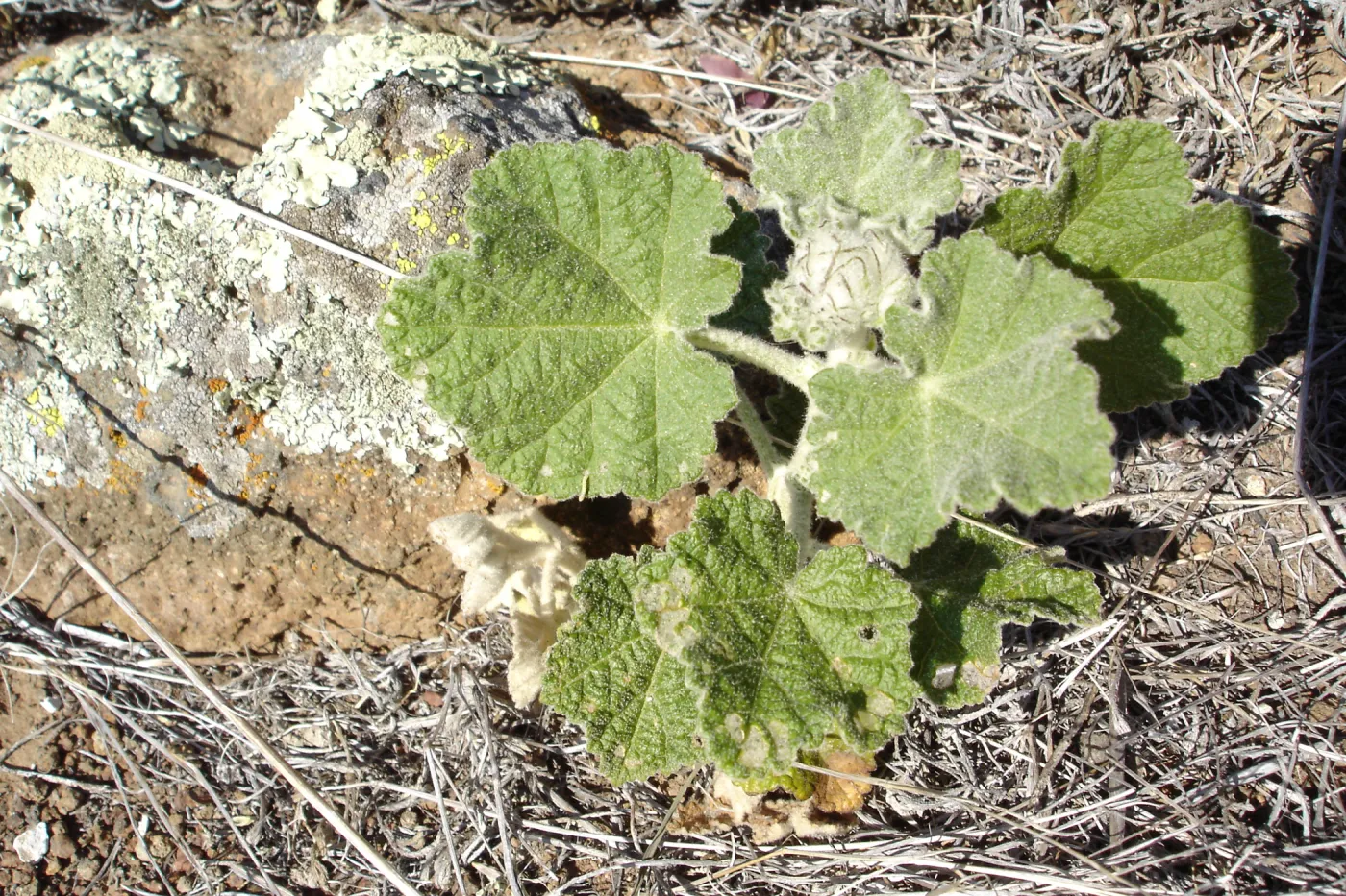 Malacothamnus clementinus, San Clemente Island, SBBG Research 2007