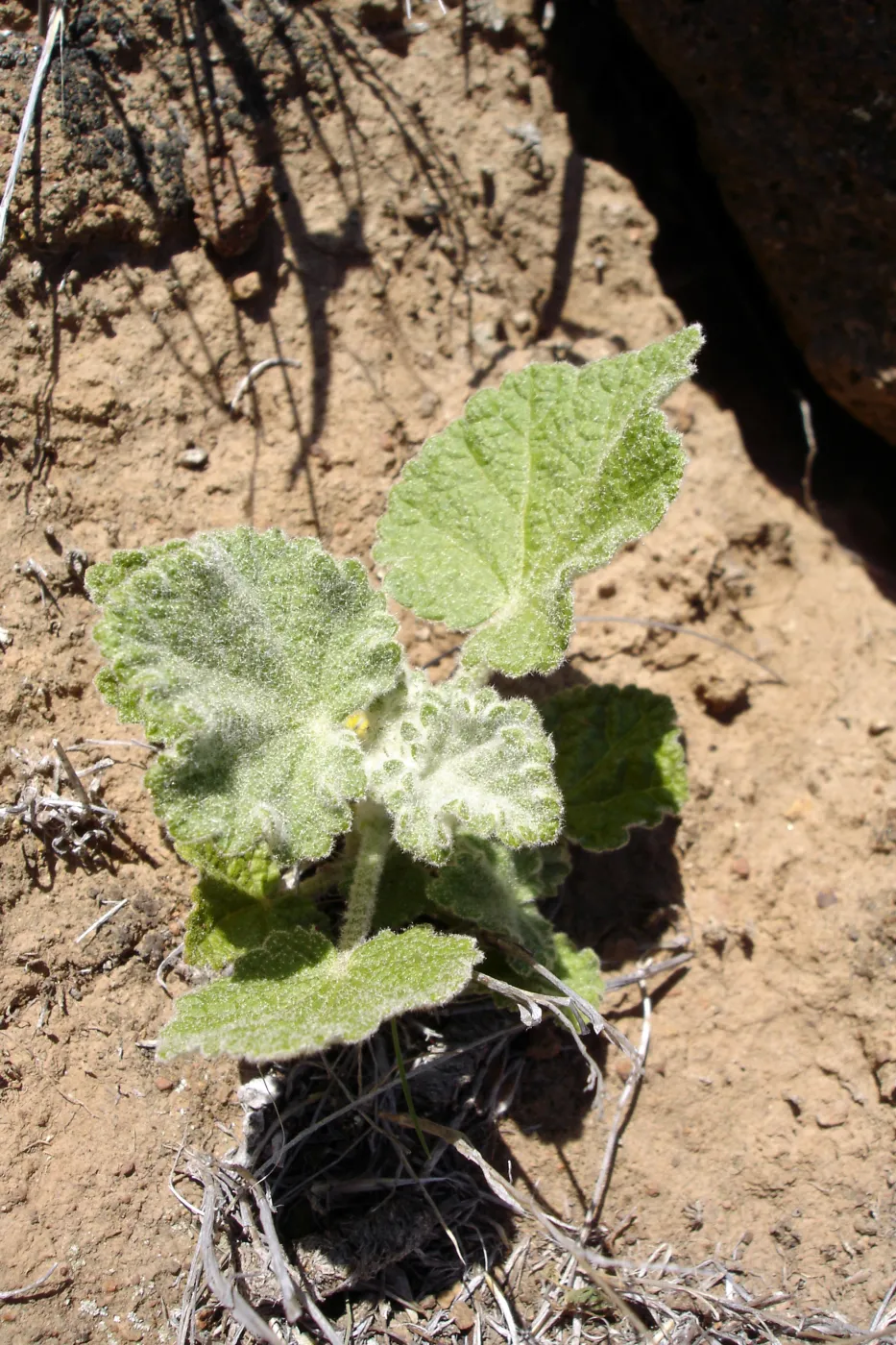Malacothamnus clementinus, San Clemente Island, SBBG Research 2007