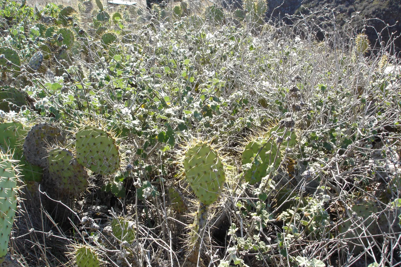Malacothamnus clementinus, San Clemente Island, SBBG Research 2007
