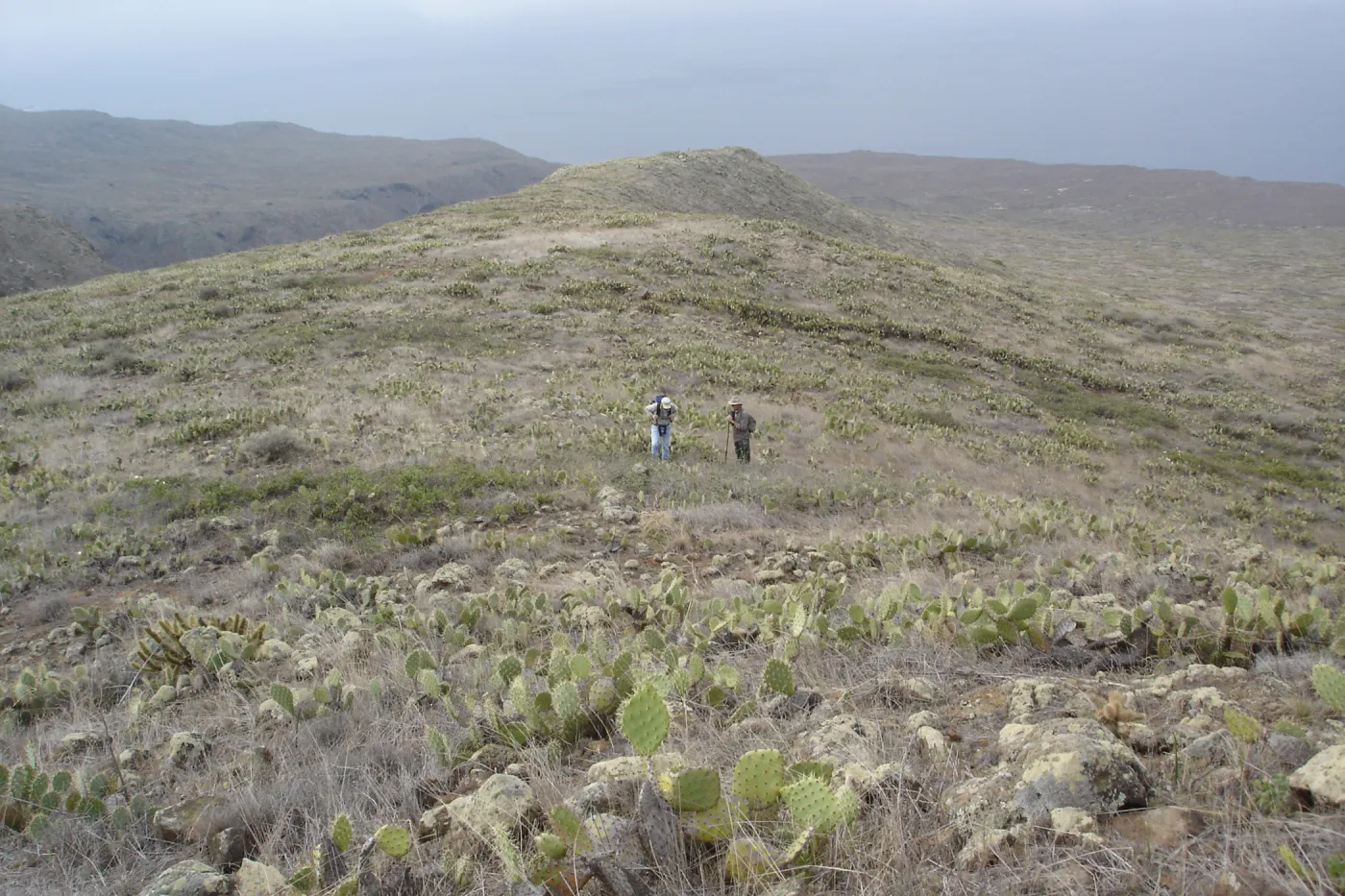 Malacothamnus clementinus population, San Clemente Island, SBBG Research 2007, Bob Muller and Steve Junak