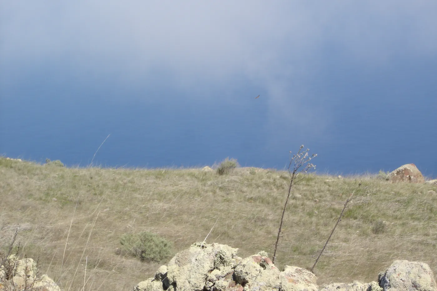 San Clemente Island, SBBG Research 2007