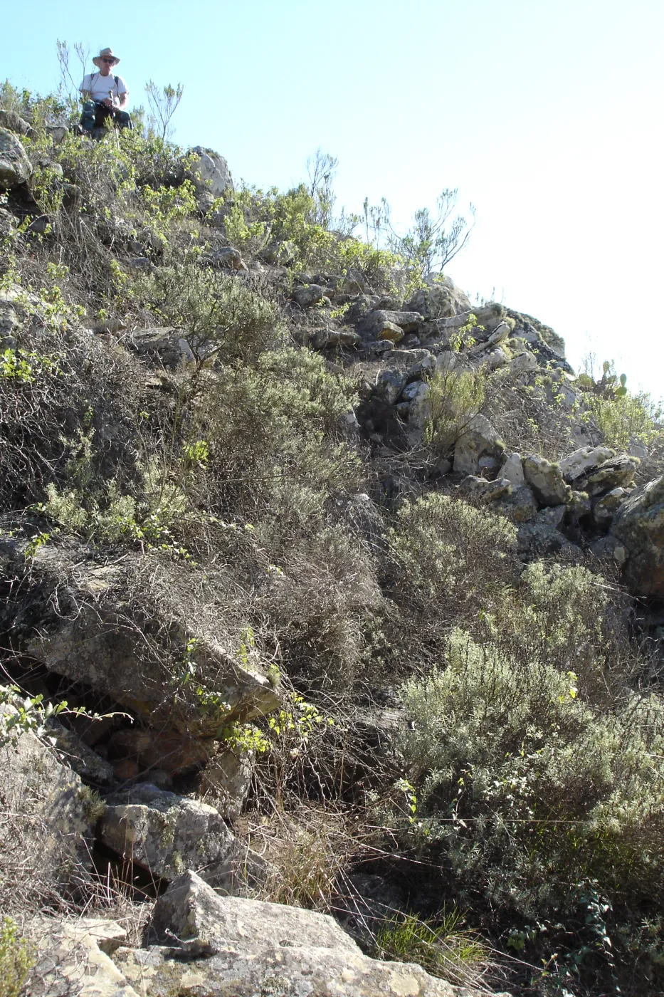 Malacothamnus clementinus population, San Clemente Island, SBBG Research 2007, Steve Junak