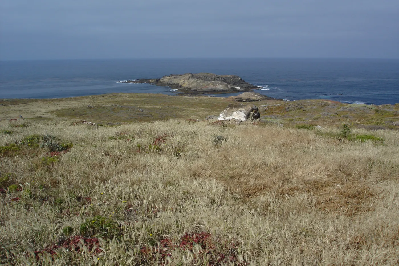 San Clemente Island, SBBG Research 2005