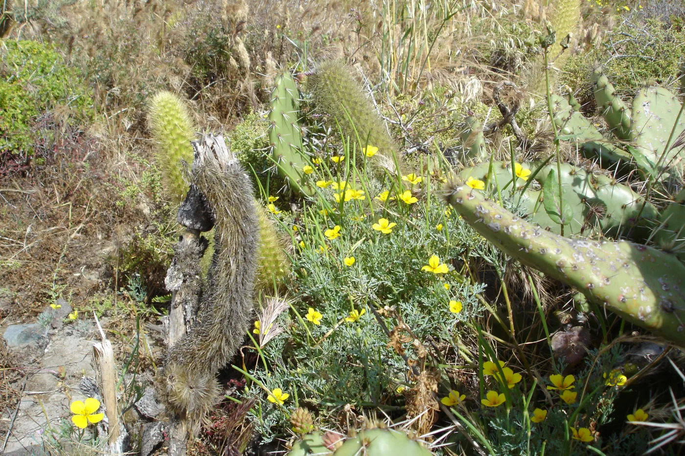 Eschscholzia ramosa, San Clemente Island, SBBG Research 2005
