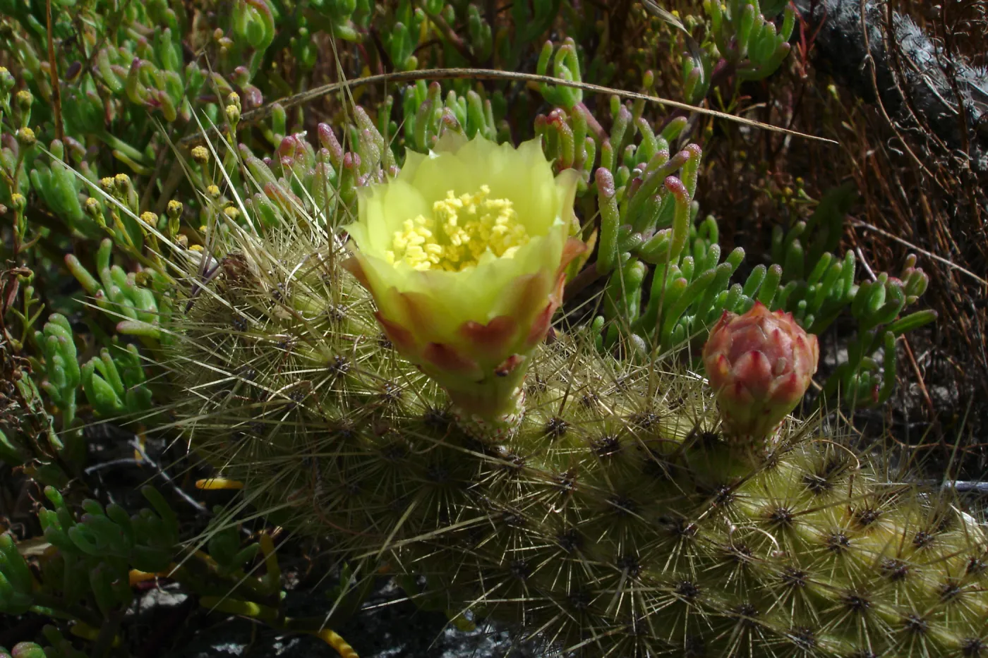 Bergerocactus emoryi, San Clemente Island, SBBG Research 2005
