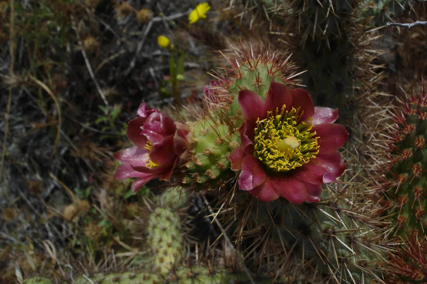 cactus flower, San Clemente Island, SBBG Research 2005