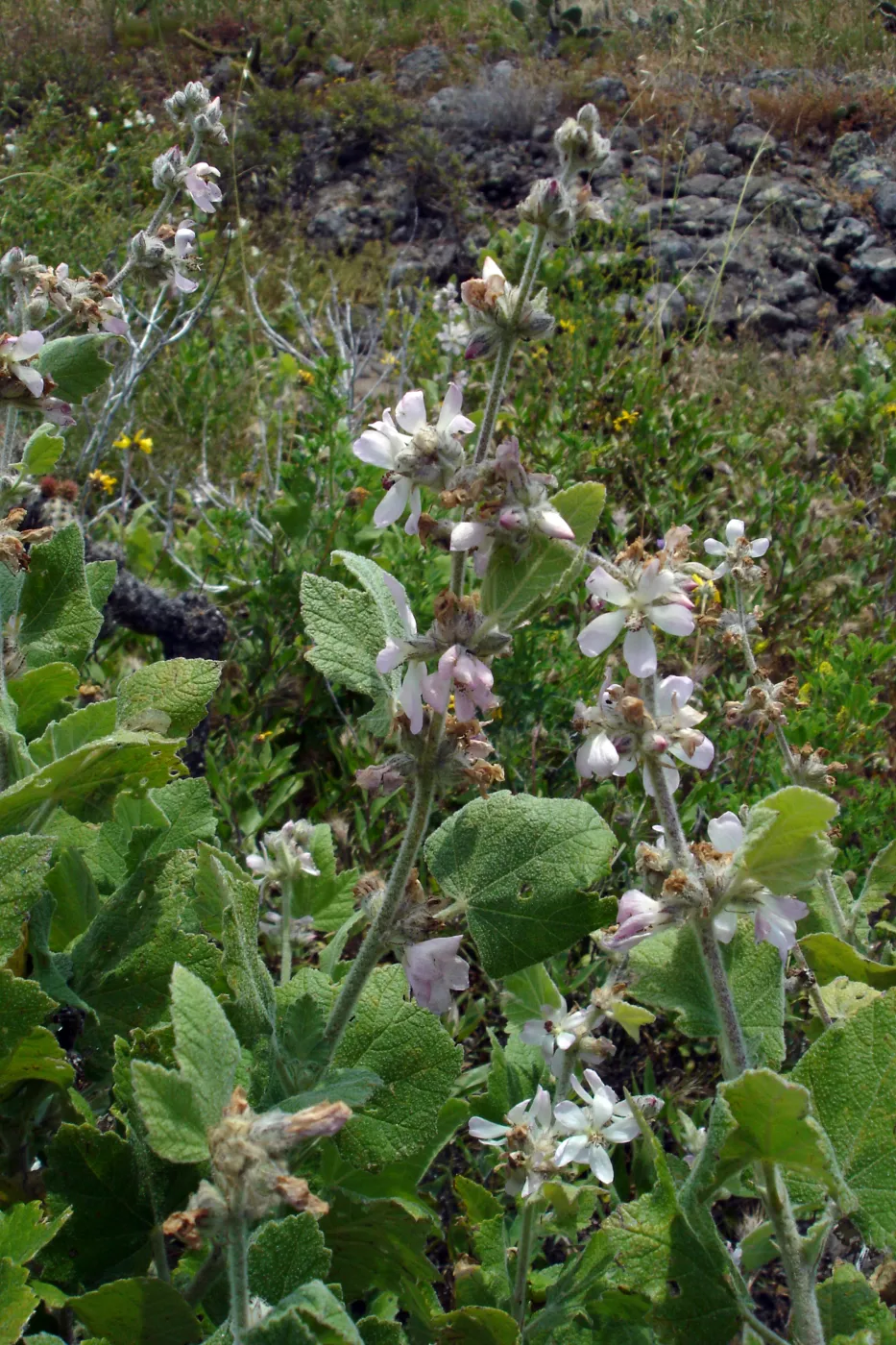 Malacothamnus clementinus, San Clemente Island, SBBG Research 2005