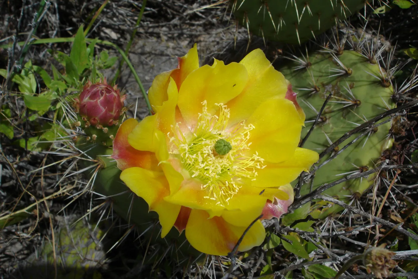 cactus flower, San Clemente Island, SBBG Research 2005