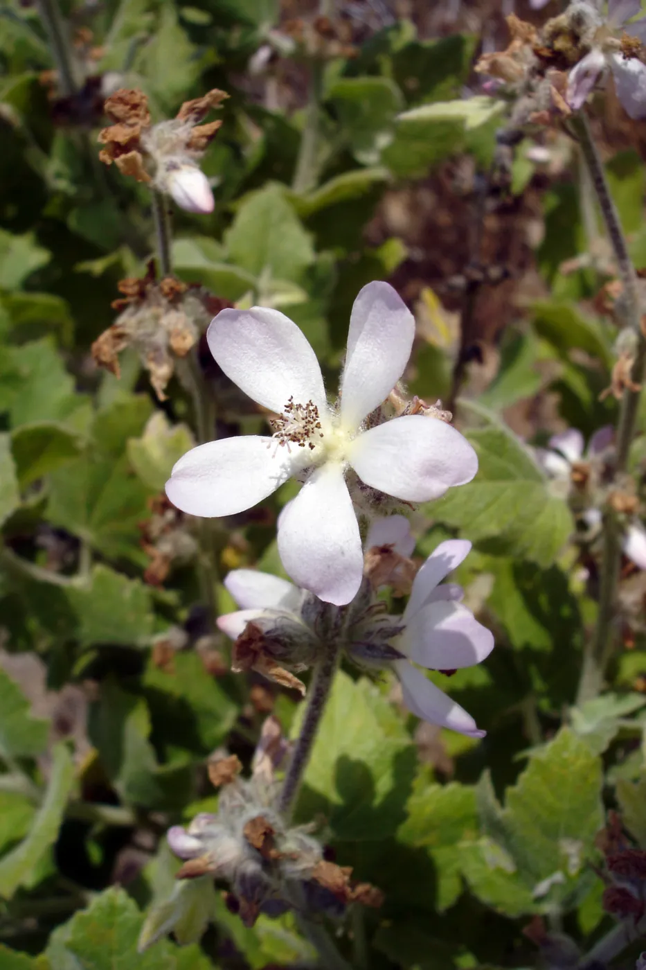 Malacothamnus clementinus, San Clemente Island, SBBG Research 2005