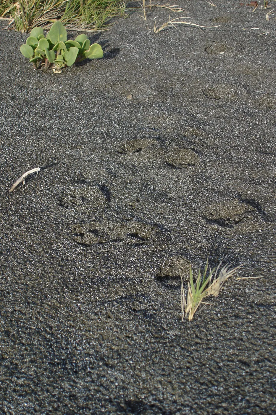 Channel Islands fox tracks, San Clemente Island, SBBG Research 2005