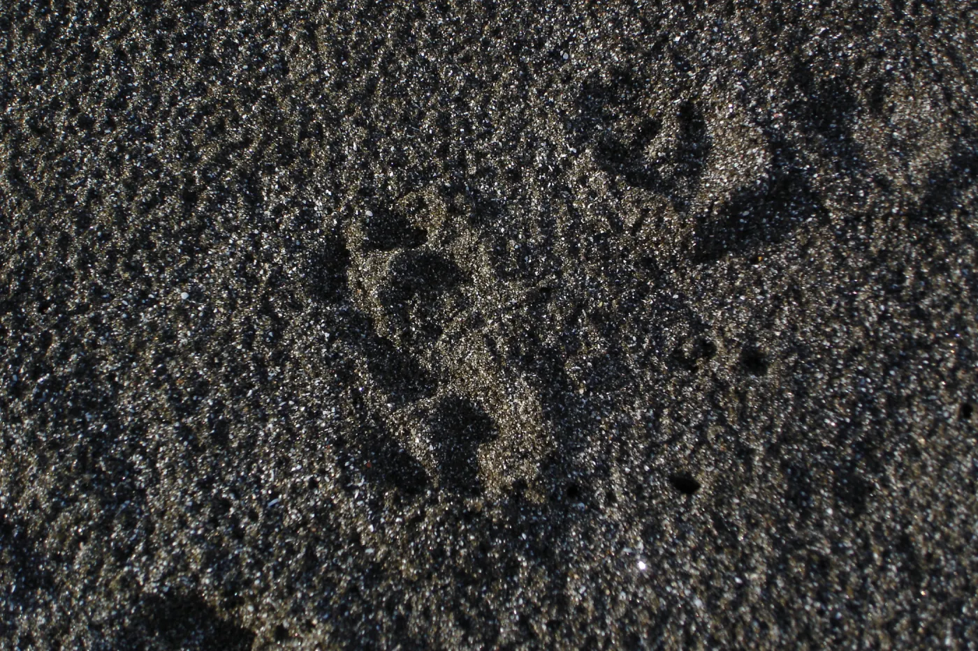 Channel Islands fox tracks, San Clemente Island, SBBG Research 2005