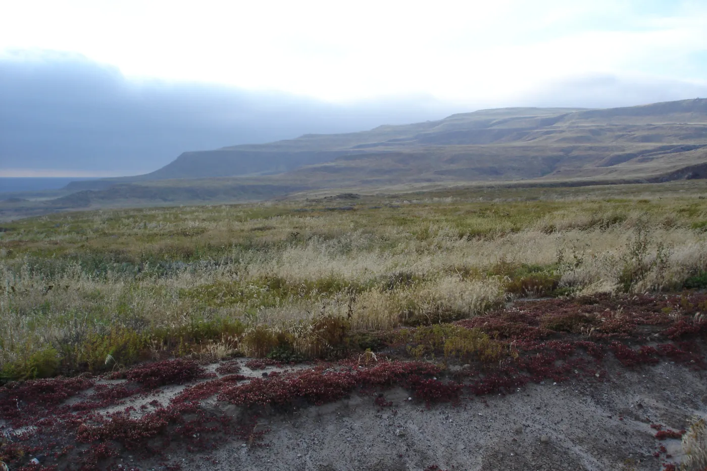 San Clemente Island, SBBG Research 2005
