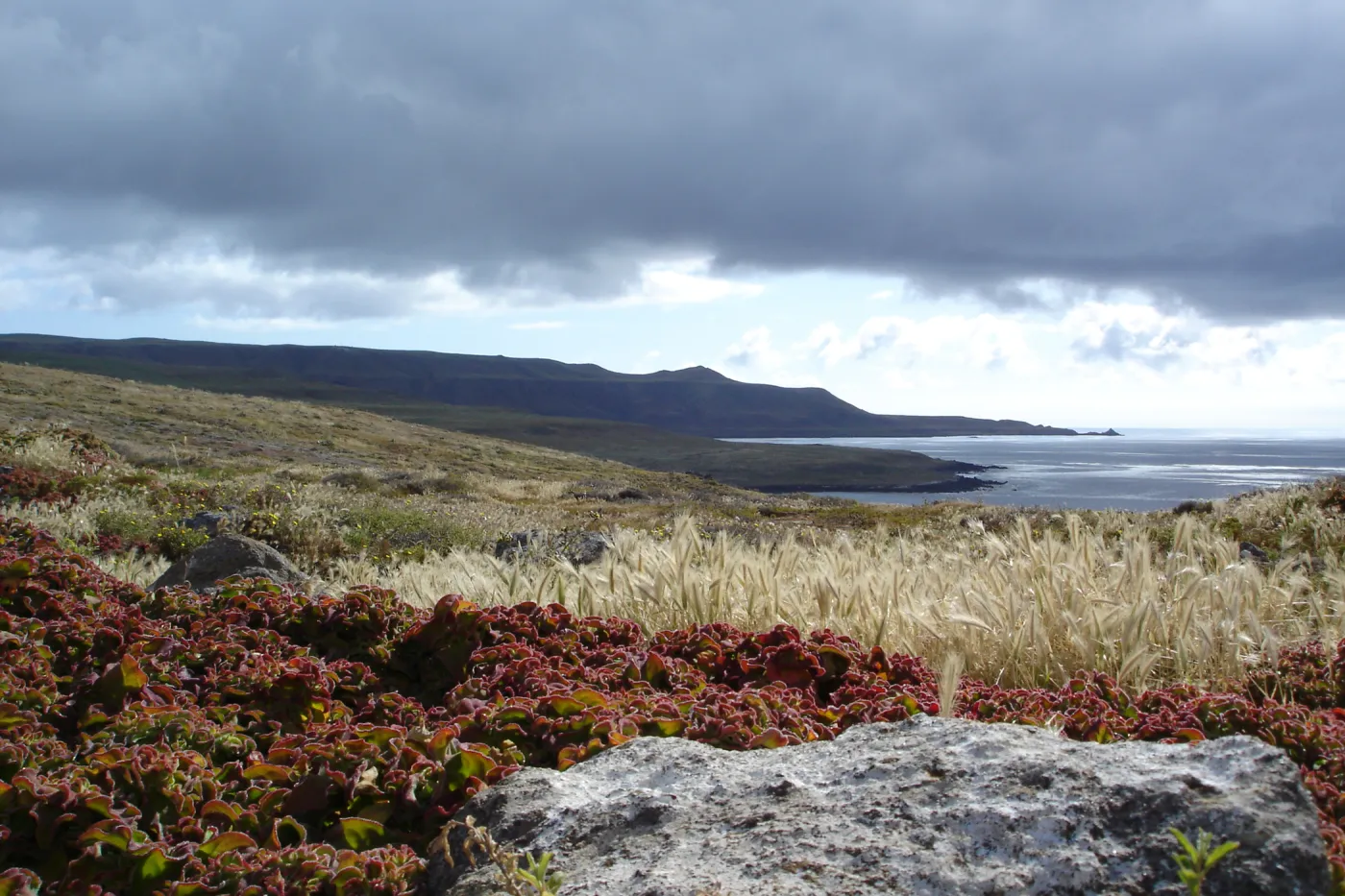San Clemente Island, SBBG Research 2005