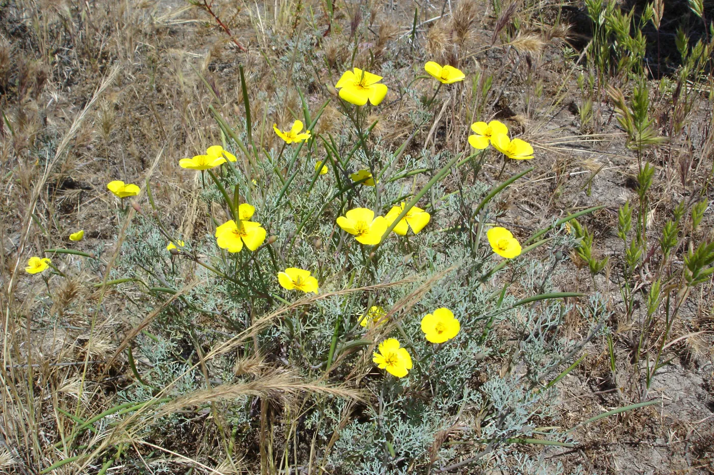 Eschscholzia ramosa, San Clemente Island, SBBG Research 2005
