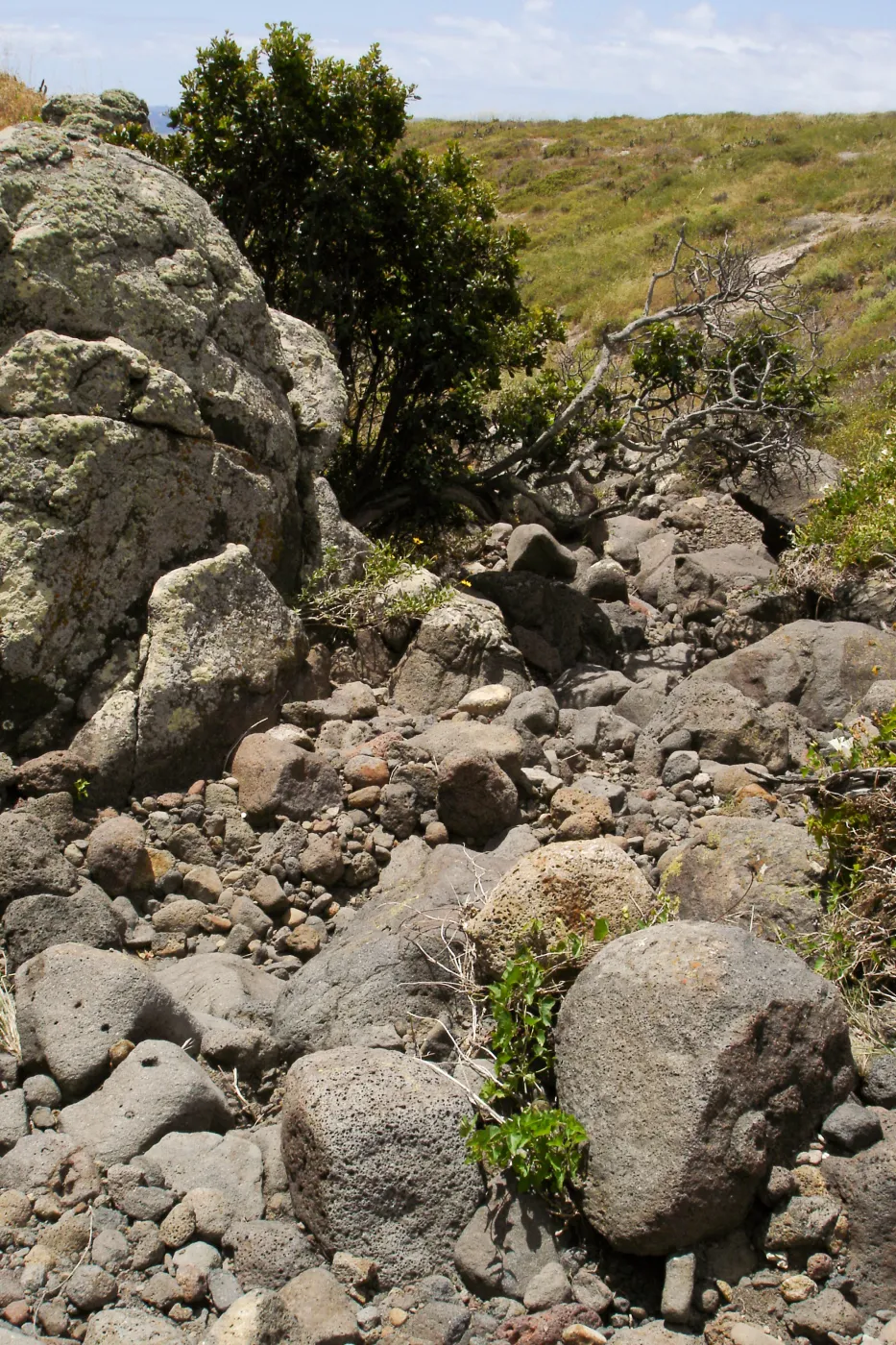 San Clemente Island, SBBG Research 2005