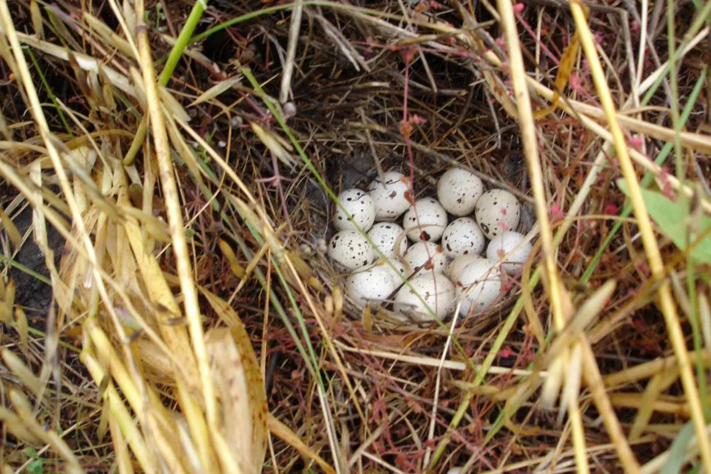 bird nest with eggs, San Clemente Island, SBBG Research 2005