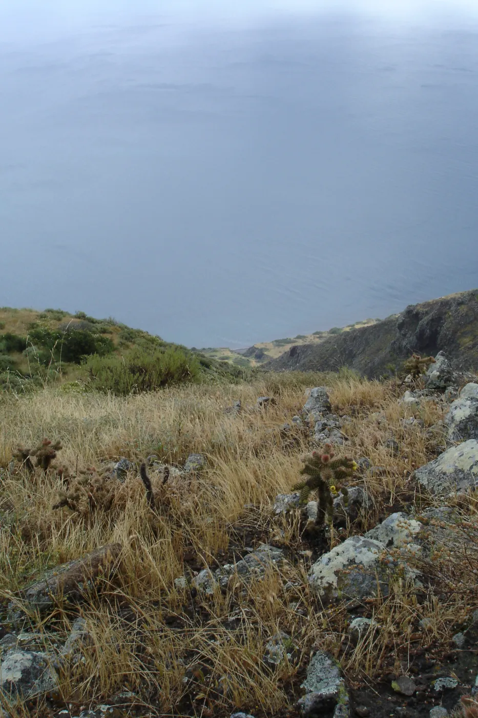 San Clemente Island, SBBG Research 2005