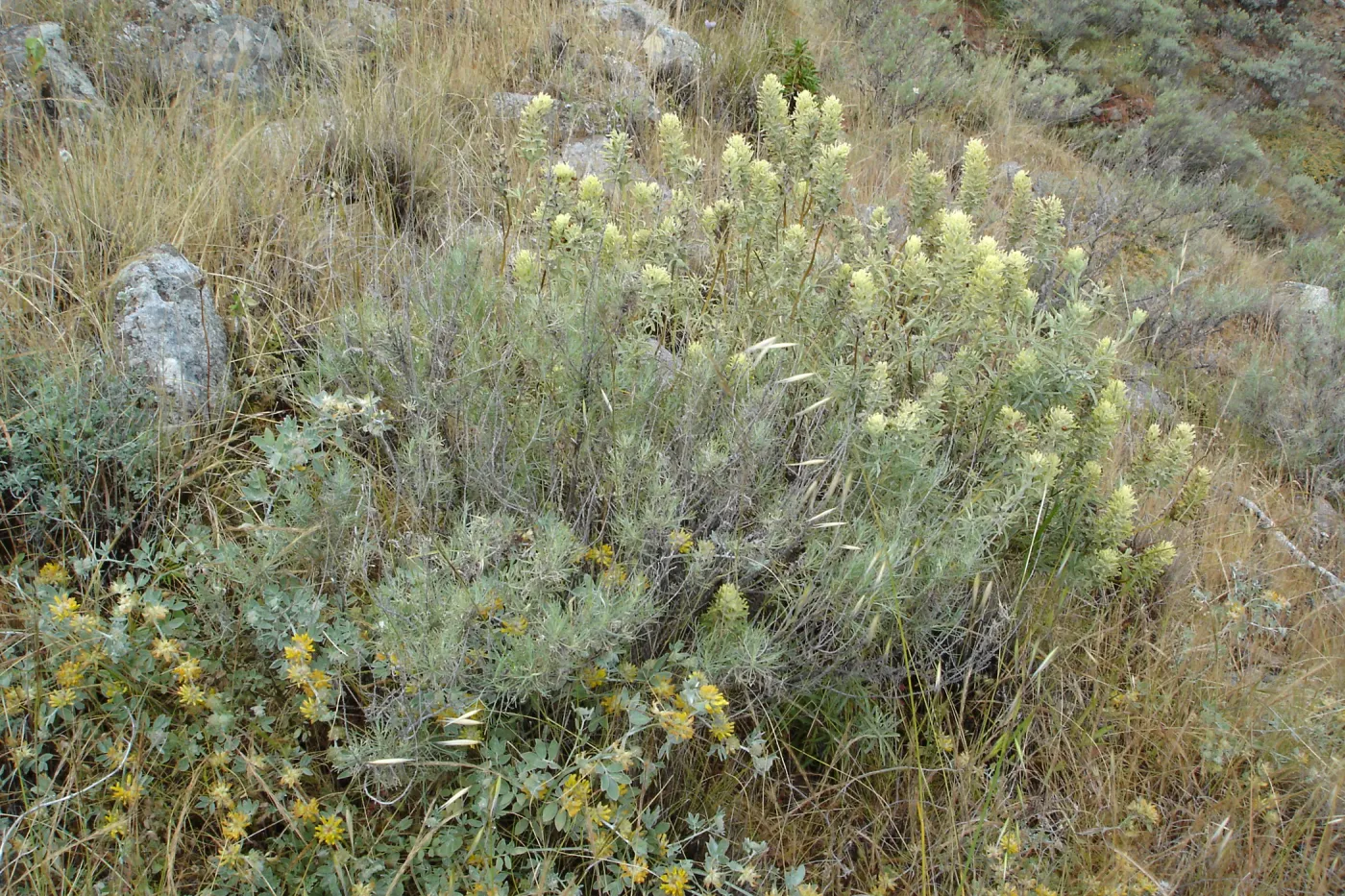 Castilleja grisea, San Clemente Island, SBBG Research 2005