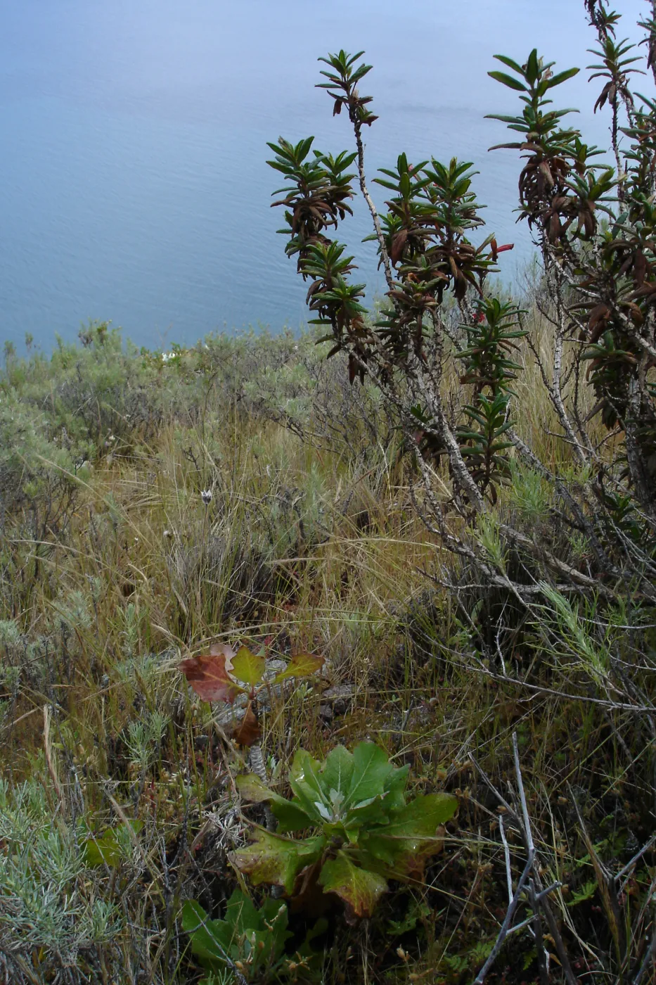 San Clemente Island, SBBG Research 2005