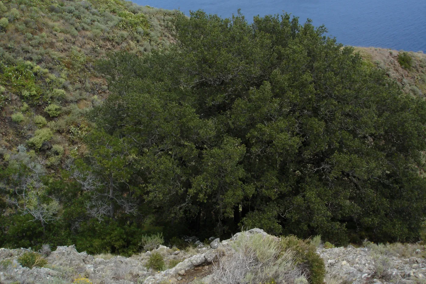 San Clemente Island, SBBG Research 2005