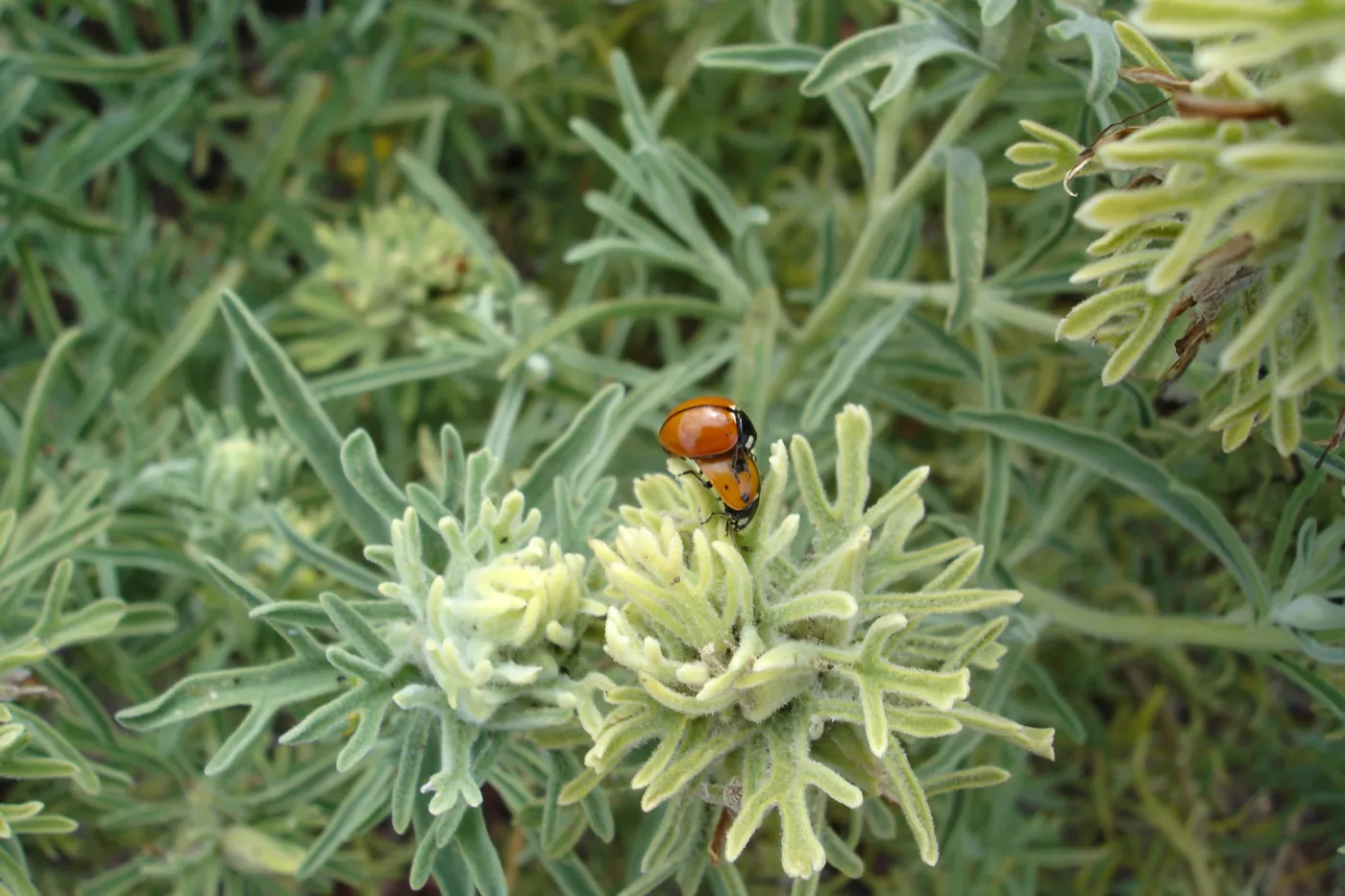 Castilleja grisea, San Clemente Island, SBBG Research 2005