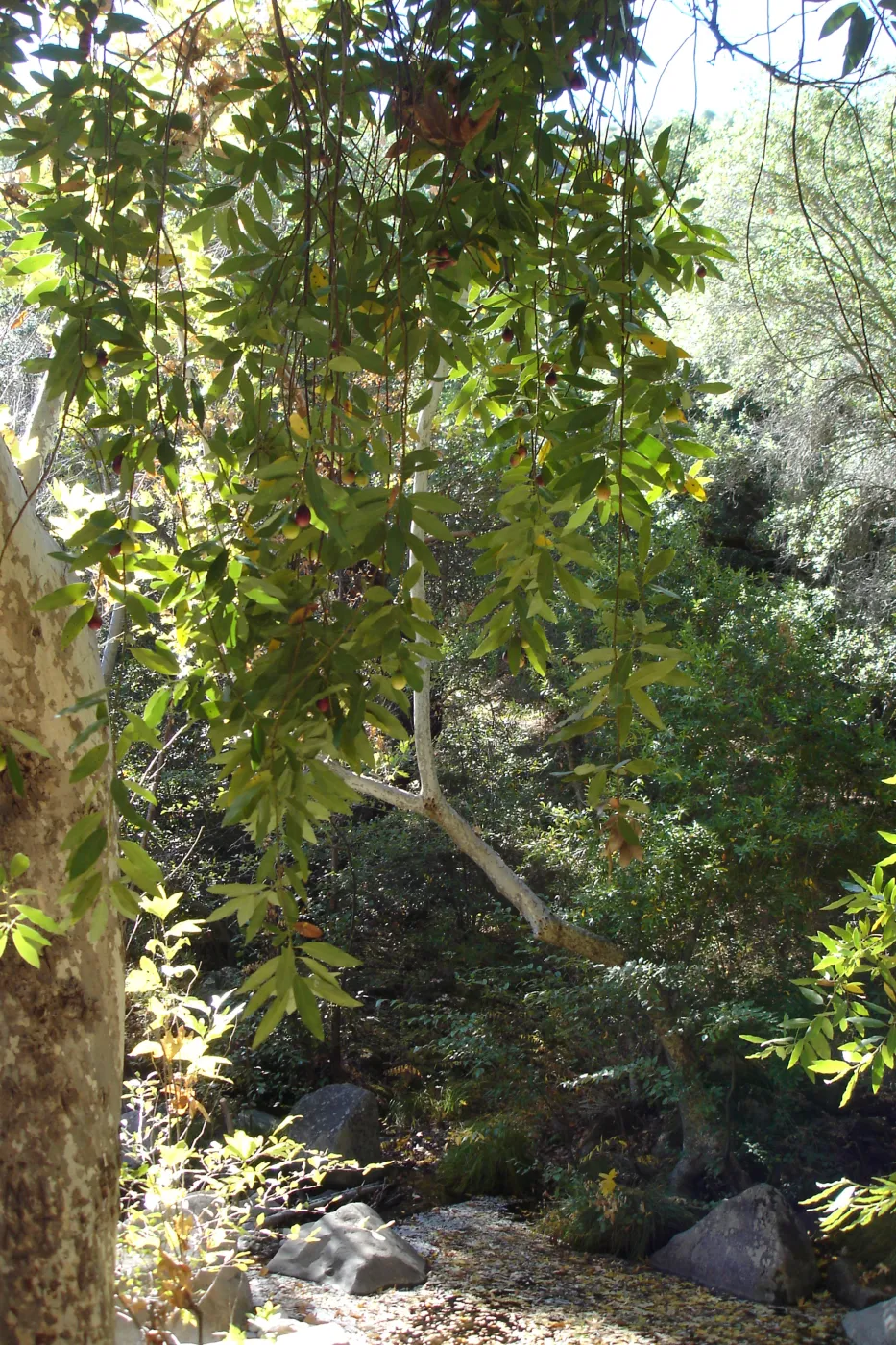 California bay tree in fruit, SBBG Fall Color Field Trip 2006