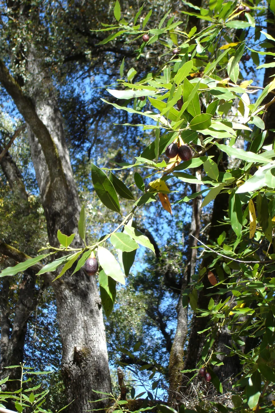 California bay tree in fruit, SBBG Fall Color Field Trip 2006
