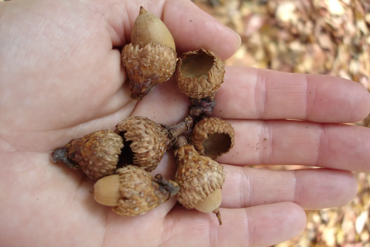 acorns in hand, SBBG Fall Color Field Trip 2006